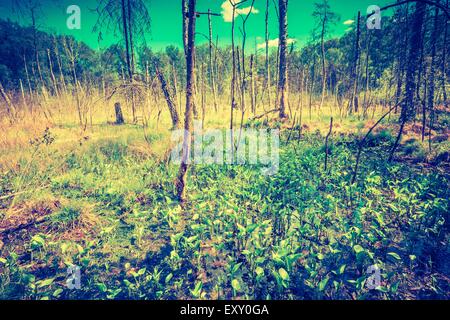 Vintage foto di zone umide in primavera. Green zone umide con alberi morti tronco fotografato in primavera. Paesaggio polacco. Foto Stock