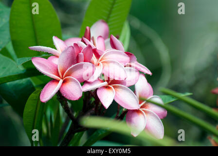 Grappolo di fiori di frangipani Foto Stock