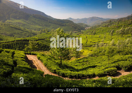 Strada sterrata si snoda attraverso una piantagione di tè vicino a Munnar Kerala, India Foto Stock