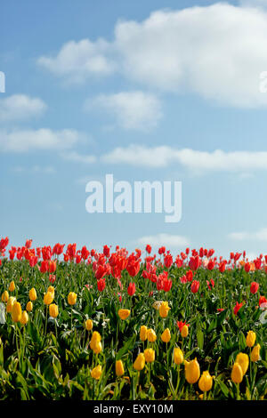 Colorato campo di tulipani, Tulip Fest, scarpe di legno Tulip Farm, Woodburn, vicino a Portland, Oregon, Stati Uniti d'America Foto Stock
