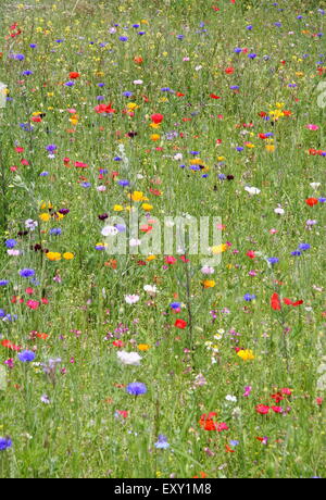 Prato di fiori selvaggi con cornflowers e di papavero a Sheffield Manor Lodge, South Yorkshire England Regno Unito - estate Foto Stock