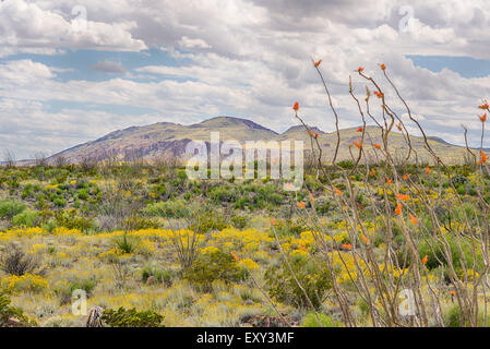 Ocotillo e fiori di carta vicino al Chisos Mountain Range, parco nazionale di Big Bend, Texas. Foto Stock