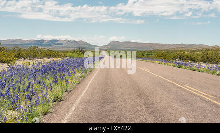 Bluebells lungo la banchina, Panther Junction-Persimmon Gap Area, parco nazionale di Big Bend, Texas. Foto Stock