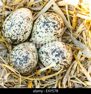 Uova del Killdeer Foto Stock