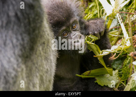 Baby gorilla di montagna Foto Stock