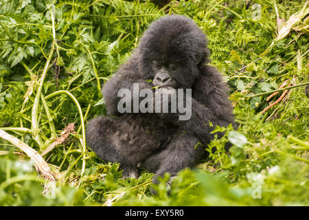 Baby gorilla di montagna seduta nella vegetazione, Parco Nazionale Vulcani, Ruanda Foto Stock