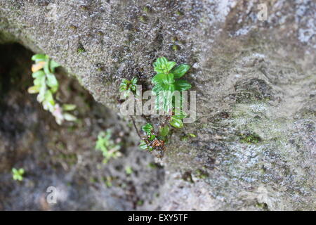 Piccola pianta verde crescente al di fuori di un rock Foto Stock