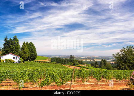 Vigneti nelle colline di Dundee in Oregon con un bel cielo drammatico Foto Stock