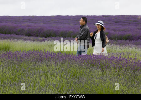 Turisti asiatici a piedi attraverso le righe di lavanda in fattoria Snowshill Gloucestershire in Inghilterra Foto Stock