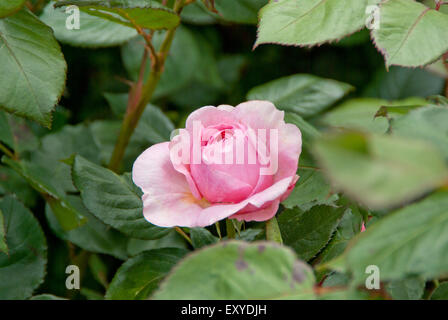 Rosa Geoff Hamilton Foto Stock