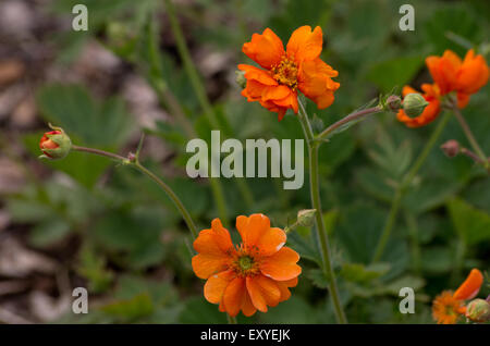 Geum Dolly Nord Foto Stock