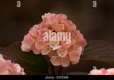 Viburnum plicatum Rosace Foto Stock