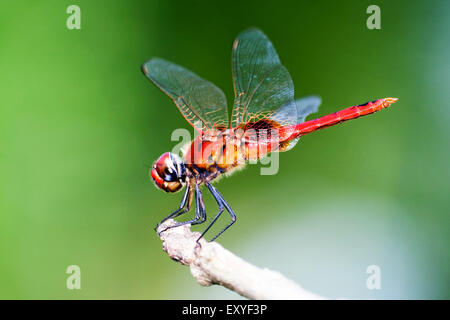 Scarlet skimmer Dragonfly Foto Stock