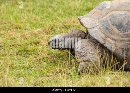 Turtoise, Dipsochelys Gigantean, bella lunga durata degli animali in pericolo di estinzione. Foto Stock