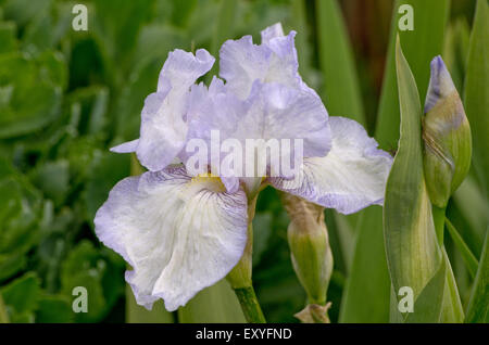Iris Cottage inglese Foto Stock