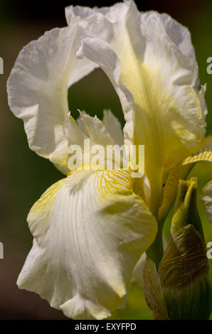 Iris bianco Foto Stock