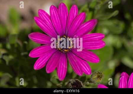 Osteospermum Sunny Maria Foto Stock