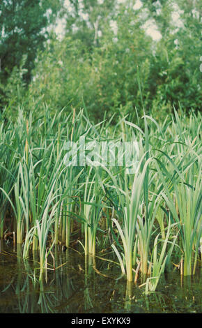 Sedge erba, Carex arenaria Foto Stock