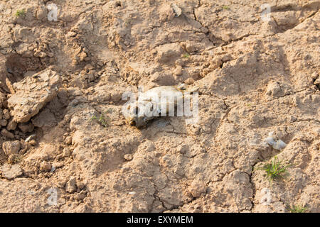 Incrinato la terra e i pesci morti sul caldo e asciutto Foto Stock