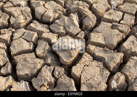 Incrinato la terra e i pesci morti sul caldo e asciutto Foto Stock