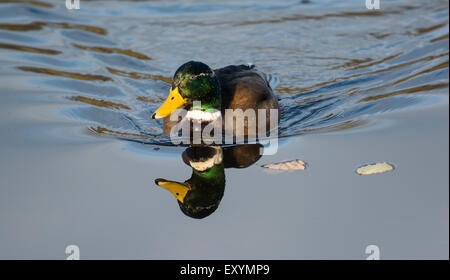 Mallard drake (Anas platyrhynchos), sull'acqua con la riflessione, Regno Unito Foto Stock