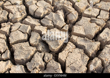 Incrinato la terra e i pesci morti sul caldo e asciutto Foto Stock