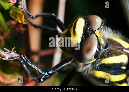 Golden-inanellati Libellula Foto Stock