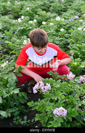 Ragazzo adolescente la coltivazione di patate in giardino Foto Stock