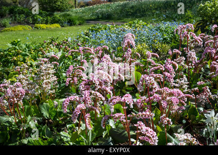 Bergenia Cordifolia con fiori di colore rosa pallido in un giardino di primavera. Foto Stock