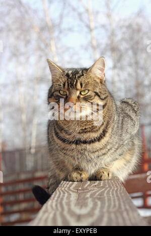 Grande bel gatto relax su una recinzione Foto Stock