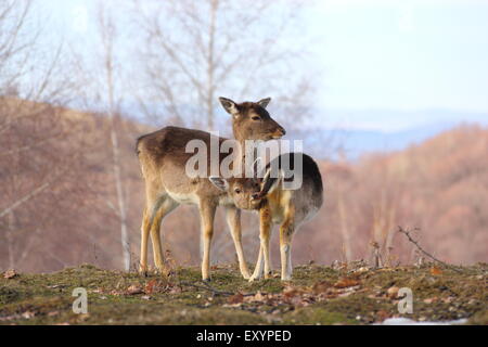 Daini doe ( dama dama ) e il suo vitello in piedi in una radura Foto Stock