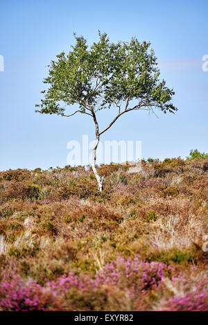 Un lone silver birch crescente sulla brughiera contro un chiaro Cielo di estate blu. Foto Stock