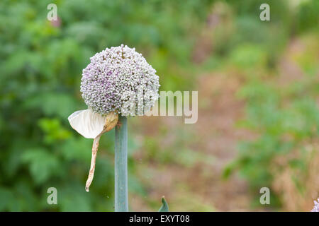 Unico allium seme contro la testa di un verde sfondo sfocato Foto Stock