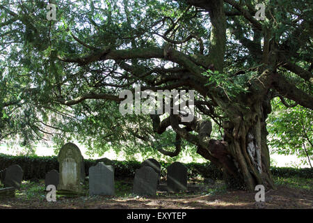 St Brynach sagrato del sanguinamento yew, Nevern, Pembrokeshire, West Wales. Regno Unito Foto Stock