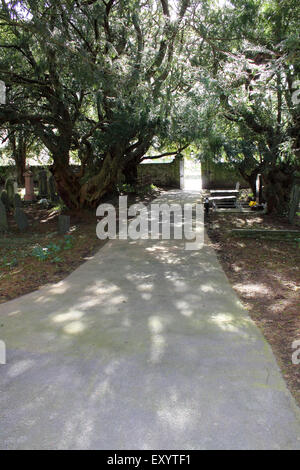 St Brynach sagrato del sanguinamento yew, Nevern, Pembrokeshire, West Wales. Regno Unito Foto Stock