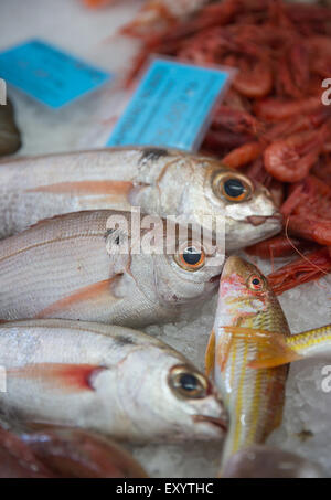 Alcuni pesci esposti sul ghiaccio al mercato del pesce Foto Stock