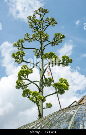 Ramsgate Kent, Regno Unito 17 luglio 2015. Un gigante American Agave, nativo di deserti del Messico, è fiorita in giardino all'italiana a Ramsgate. L'agave, uno di una coppia in serra presso il King George VI Memorial Park è talvolta noto come maguey o secolo pianta come si può crescere per come molti come 100 anni prima che i fiori una volta e poi muore. I fiori sono su un enorme picco che si sta ora avvicinando 30 piedi alta. Una parte del tetto del grado 2 elencato in serra è stata temporaneamente rimossa per consentire la punta a crescere. Foto Stock