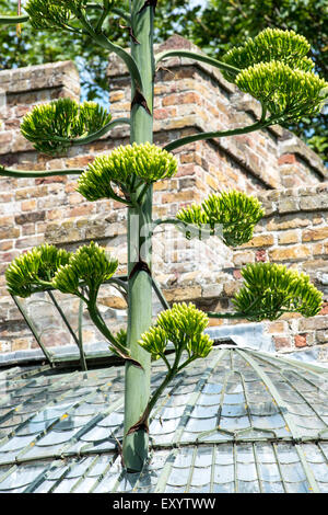 Ramsgate Kent, Regno Unito 17 luglio 2015. Un gigante American Agave, nativo di deserti del Messico, è fiorita in giardino all'italiana a Ramsgate. L'agave, uno di una coppia in serra presso il King George VI Memorial Park è talvolta noto come maguey o secolo pianta come si può crescere per come molti come 100 anni prima che i fiori una volta e poi muore. I fiori sono su un enorme picco che si sta ora avvicinando 30 piedi alta. Una parte del tetto del grado 2 elencato in serra è stata temporaneamente rimossa per consentire la punta a crescere. Foto Stock