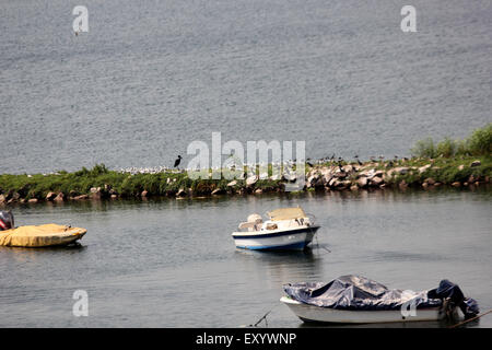 Entebbe, Uganda. 18 gennaio, 2015. Uno stormo di uccelli raffigurato come il sole sorge sopra il lago Victoria. Cattura di pesce è ottenere scarse Foto Stock