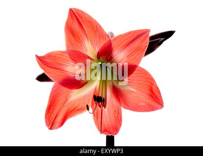 Red amarilis fiore Foto Stock