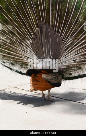 Peacock ruotando il suo ritorno sulla folla Foto Stock