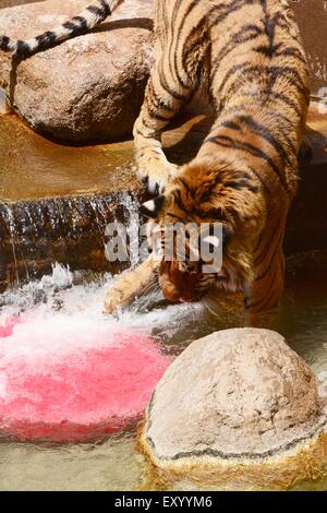 Spruzzi d'acqua tigre del Bengala Foto Stock