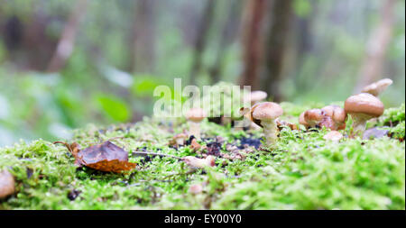 Crescono i funghi nel buio su stub e un muschio miele agarics Foto Stock