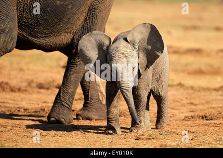 Un simpatico baby elefante africano (Loxodonta africana), Addo Elephant National Park, Sud Africa Foto Stock