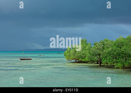 Seascape con alberi di mangrovia e dhows sulla costa tropicale dell'isola di Zanzibar Foto Stock