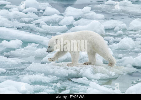Carino Polar Bear Cub, Ursus maritimus, camminando con attenzione sulla fusione Olgastretet Pack ghiaccio, arcipelago delle Svalbard, Norvegia Foto Stock