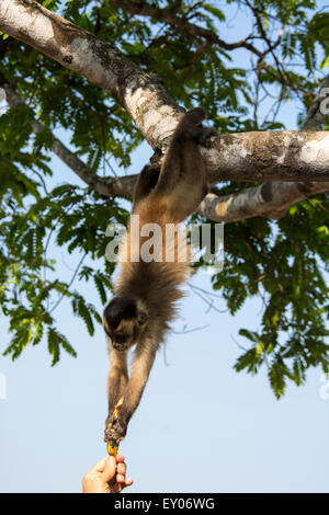 Marrone scimmia cappuccino, Cebus apella, sospeso verso il basso a partire da un albero per raggiungere una banana detenuto da una persona,Pantanal, Mato Grosso, Brasile Foto Stock