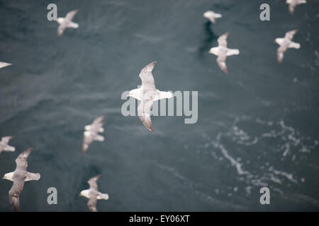 Un gregge di northern fulmars, fulmarus glacialis, volare sull'acqua Foto Stock