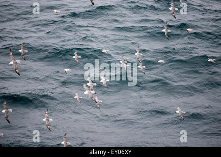 Un gregge di northern fulmars, fulmarus glacialis, volare sull'acqua Foto Stock