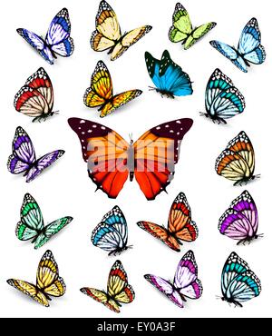 Insieme di diversi coloratissime farfalle. Vettore. Illustrazione Vettoriale